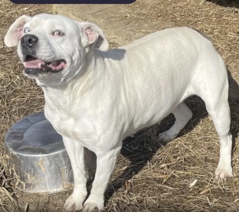 A senior medium-sized female Bulldog dog named Ethal for adoption in Pontotoc, MS