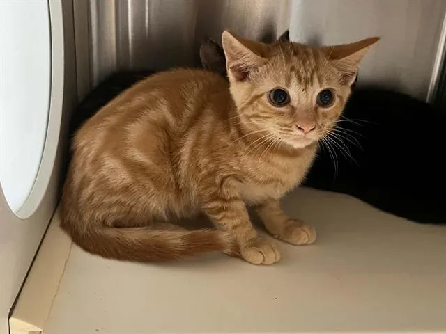 A baby small-sized male Domestic Short Hair cat named Gold Brick for adoption in Tustin, CA
