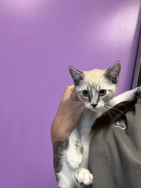 A baby medium-sized male Domestic Short Hair cat named Goblin Gary for adoption in Salt Lake City, UT