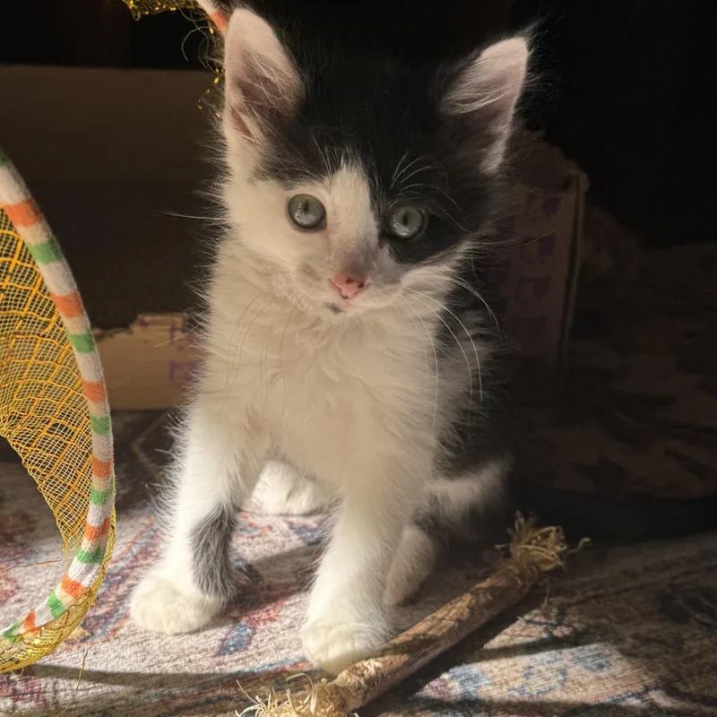 A baby medium-sized female Black & White / Tuxedo Tuxedo cat named Sabine for adoption in Pasco, WA