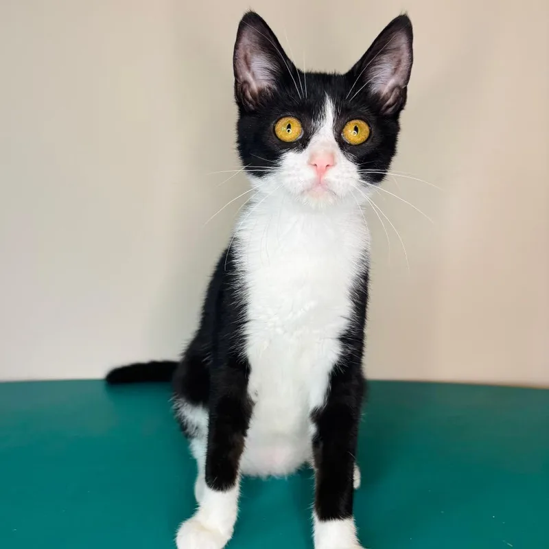 A young small-sized female Black Domestic Short Hair cat named Laurie Partridge for adoption in Woodbury, NJ