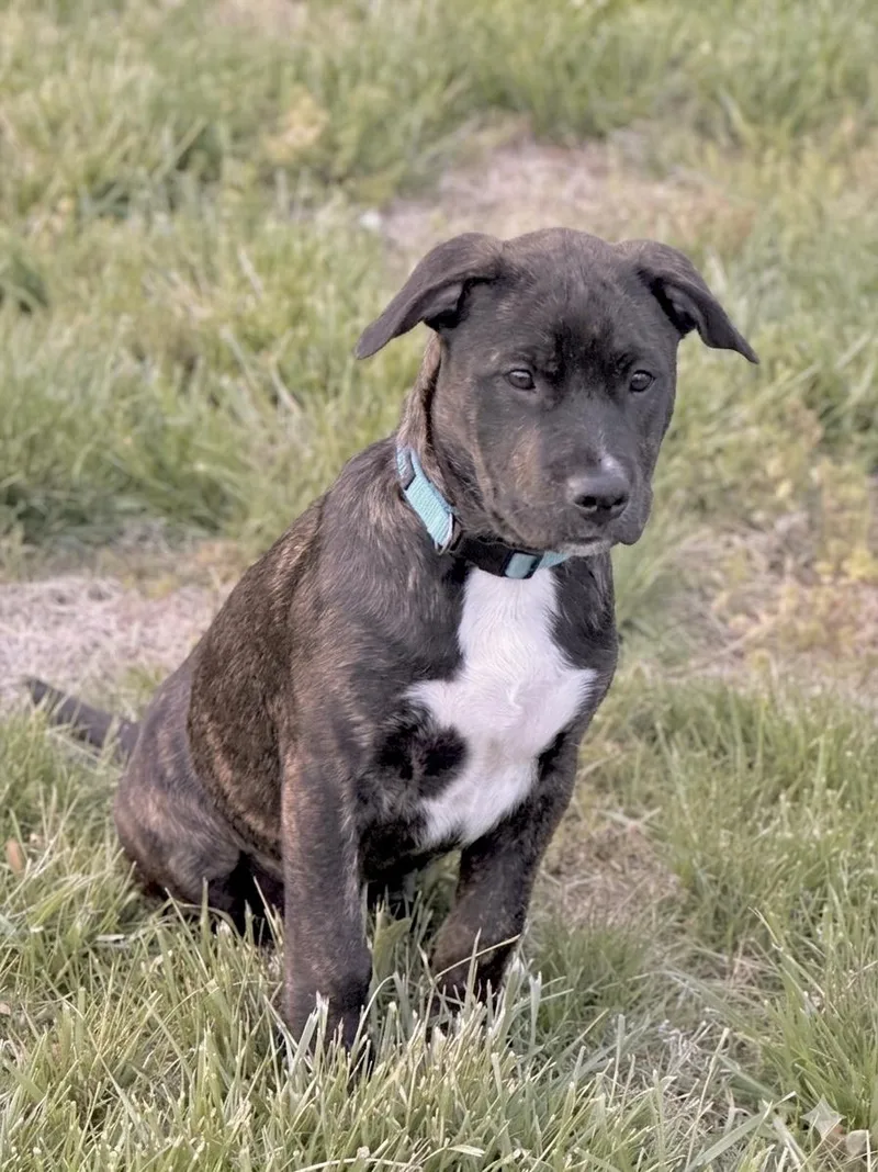 A baby large-sized male American Staffordshire Terrier dog named Schroeder for adoption in Huntingtown, MD