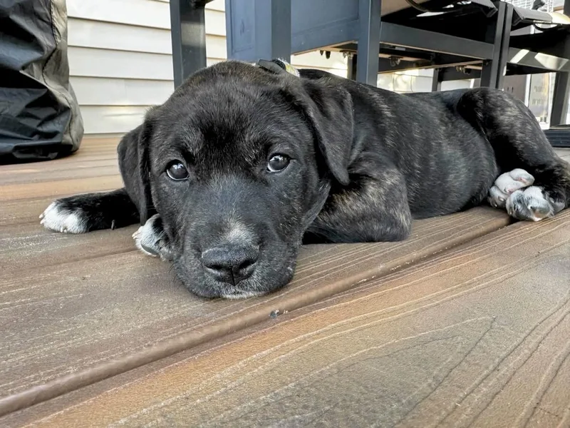 Schroeder thumbnail 3