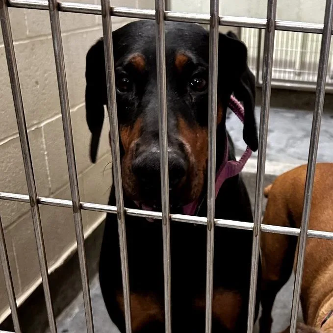 An adult large-sized female Black Doberman Pinscher dog named Iepastray for adoption in Upland, CA
