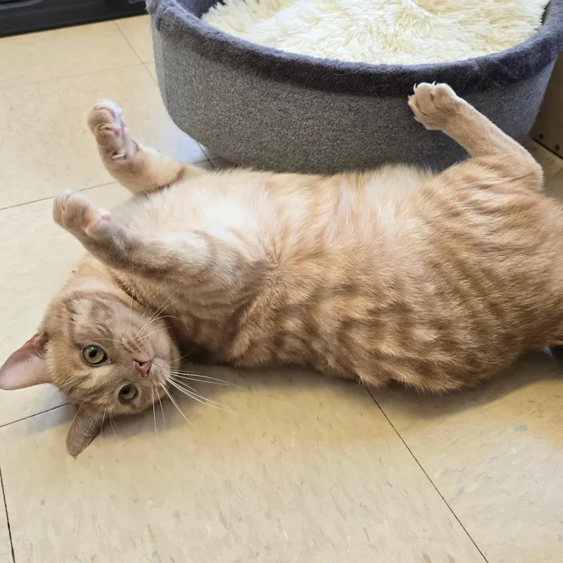 A young medium-sized male Buff / Tan / Fawn Domestic Short Hair cat named Alfredo for adoption in Warwick, RI