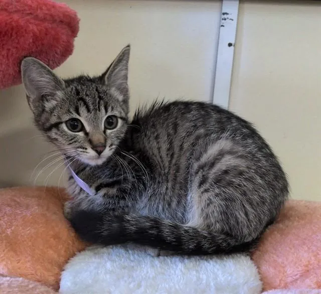 A baby medium-sized female Domestic Short Hair cat named Berry for adoption in Lancaster, CA