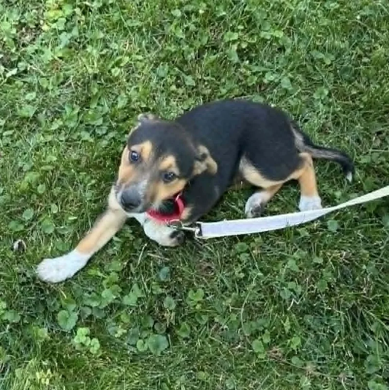 A baby small-sized female Tricolor (Brown, Black, & White) Australian Cattle Dog / Blue Heeler dog named Polly for adoption in Watertown, WI