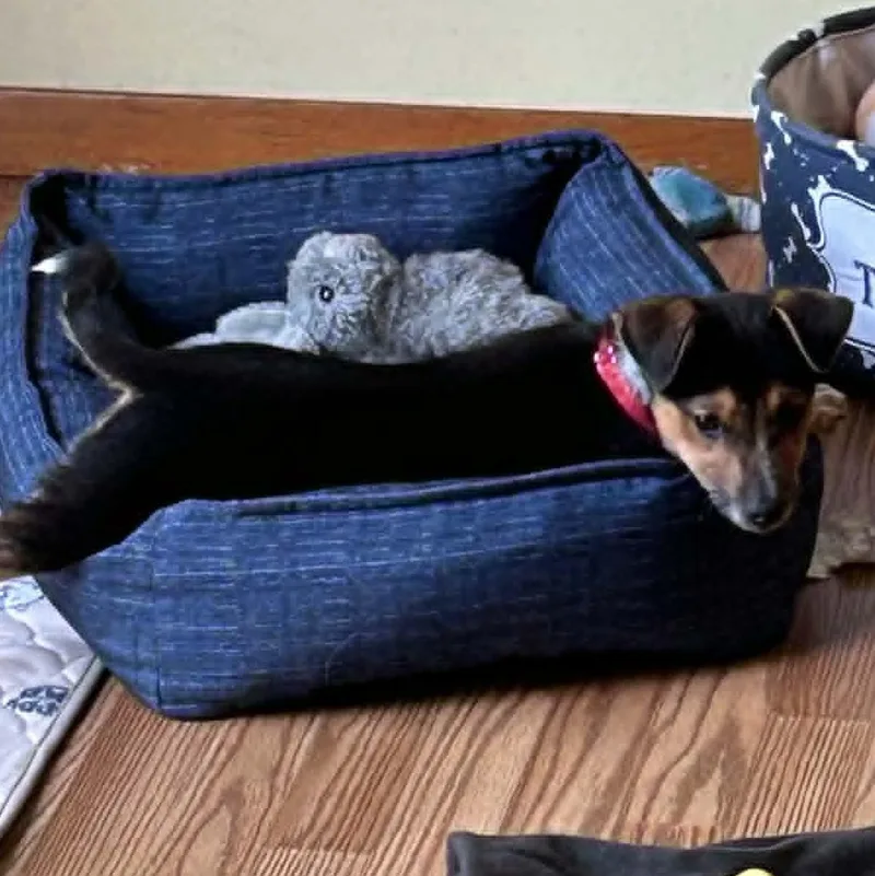 Polly thumbnail 4