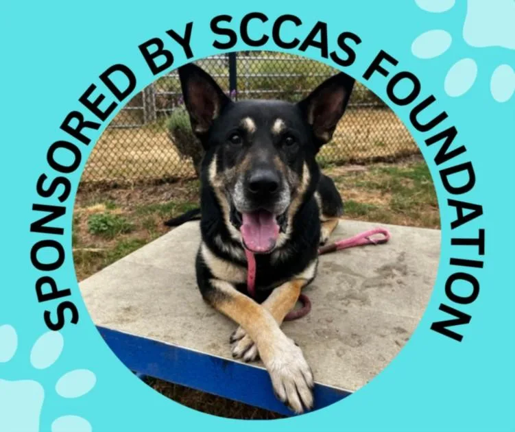 An adult large-sized male German Shepherd Dog dog named Jefferson for adoption in Santa Cruz, CA