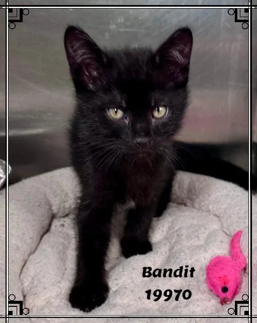 Bandit