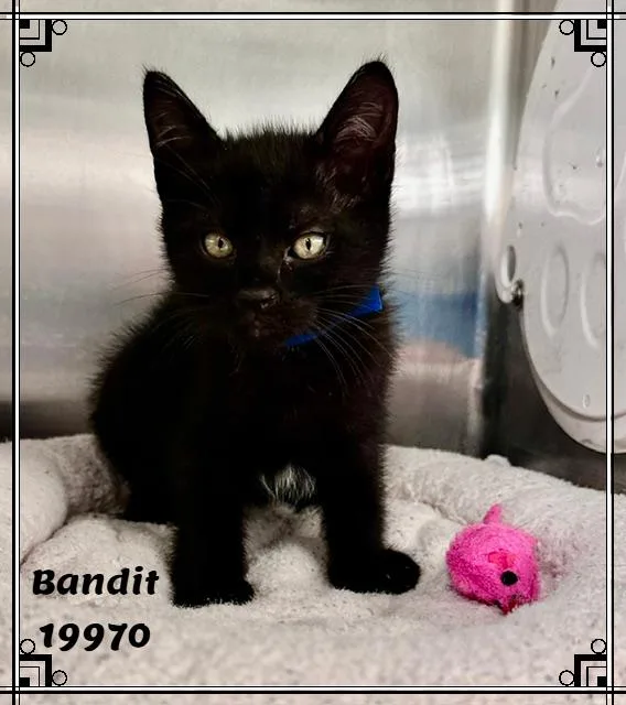 Bandit thumbnail 3