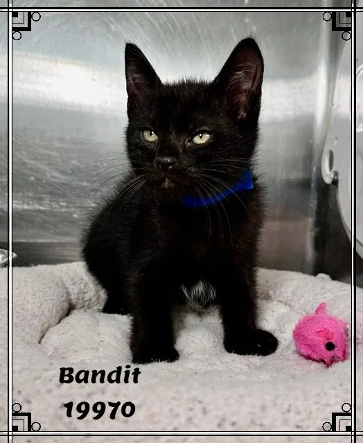 Bandit thumbnail 4