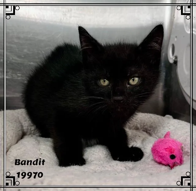 Bandit thumbnail 5