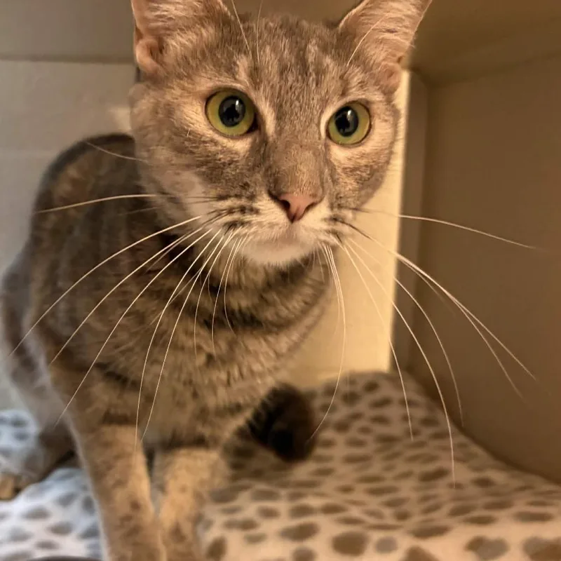 A young medium-sized female Gray / Blue / Silver Domestic Short Hair cat named Al Purrchino for adoption in Gloucester, VA