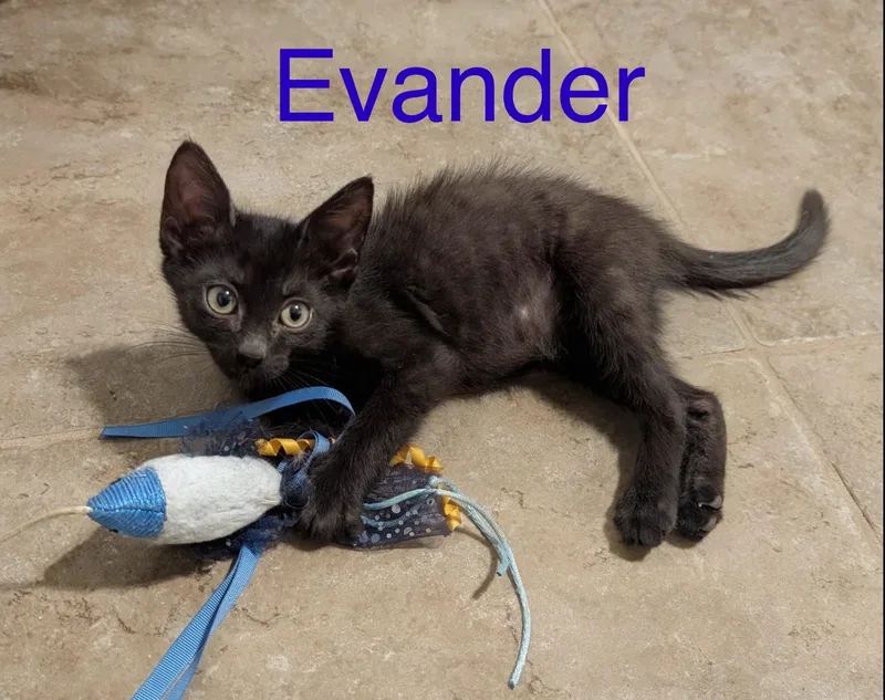 A baby small-sized male Black Domestic Short Hair cat named Evander for adoption in Tucson, AZ