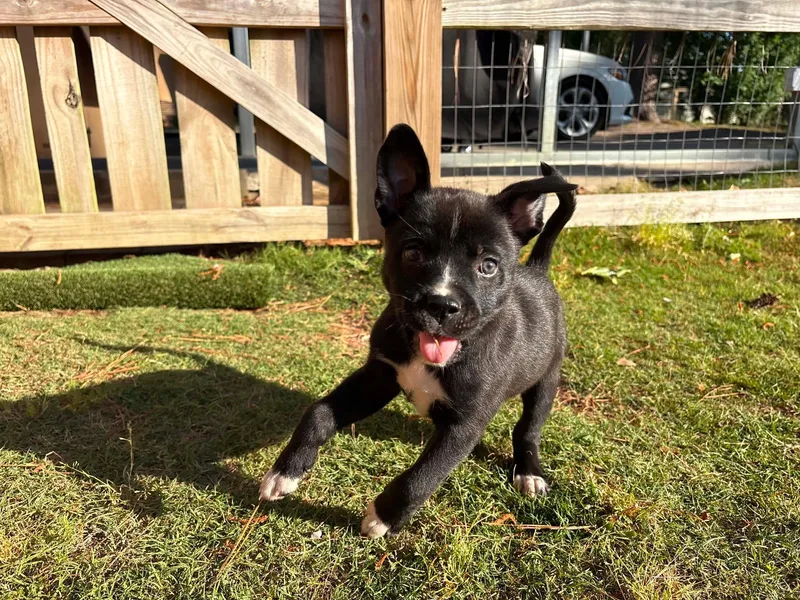 Finn
