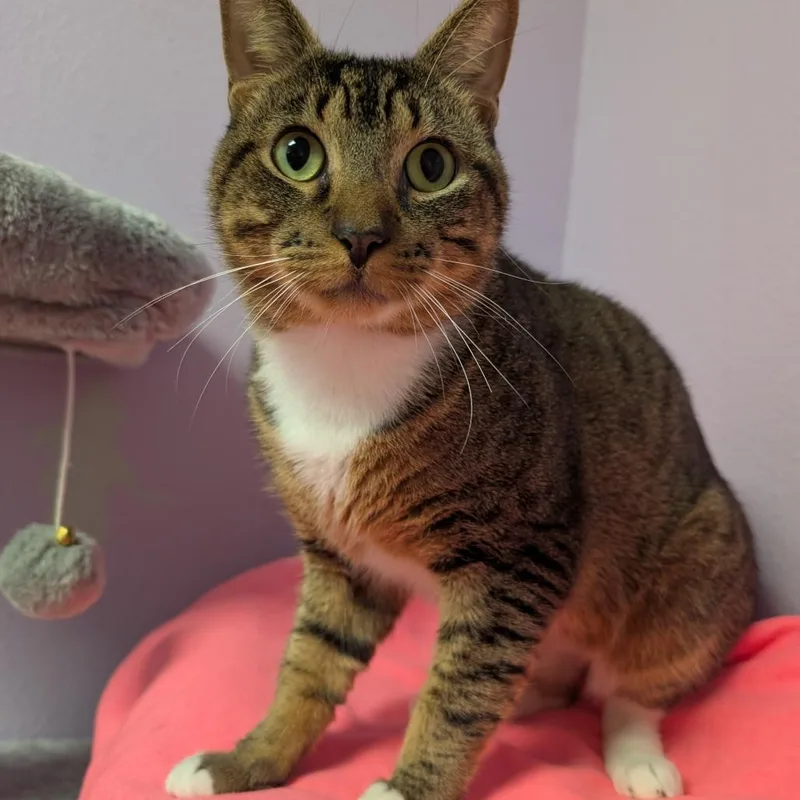 An adult large-sized male Brown / Chocolate Domestic Short Hair cat named Mr. Biggs for adoption in Titusville, FL