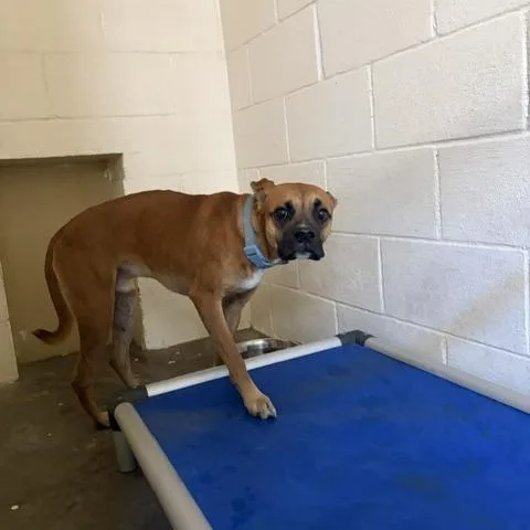 Scooby