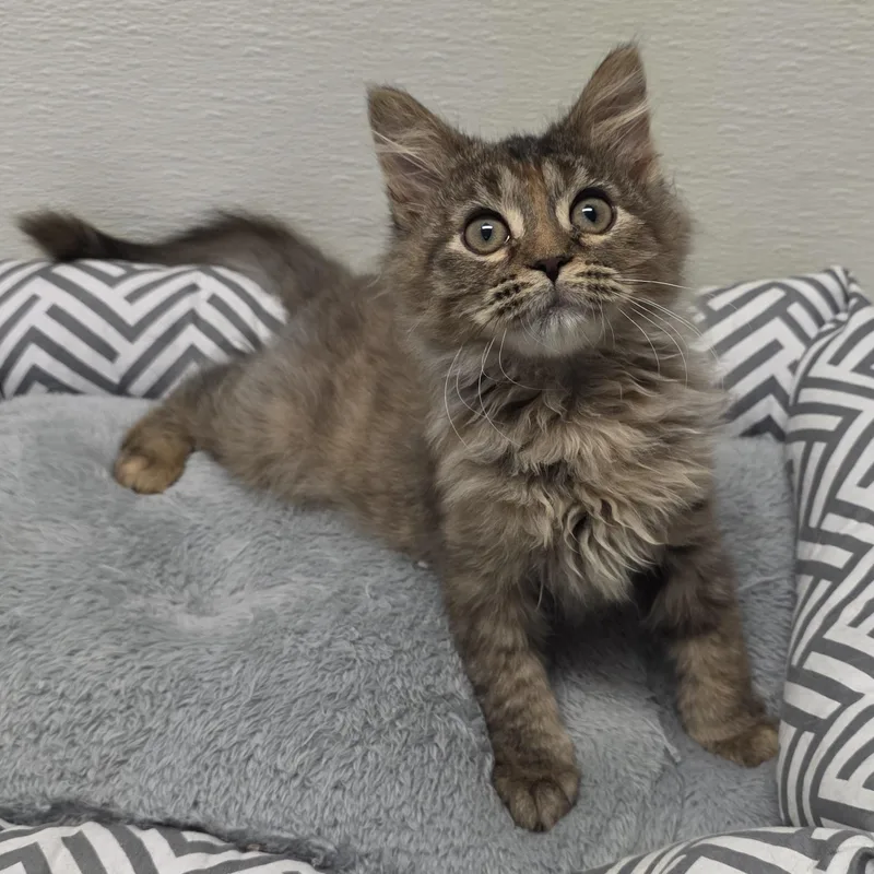 A young medium-sized female Tabby (Brown / Chocolate) Tabby cat named Mavis for adoption in Greensboro, NC