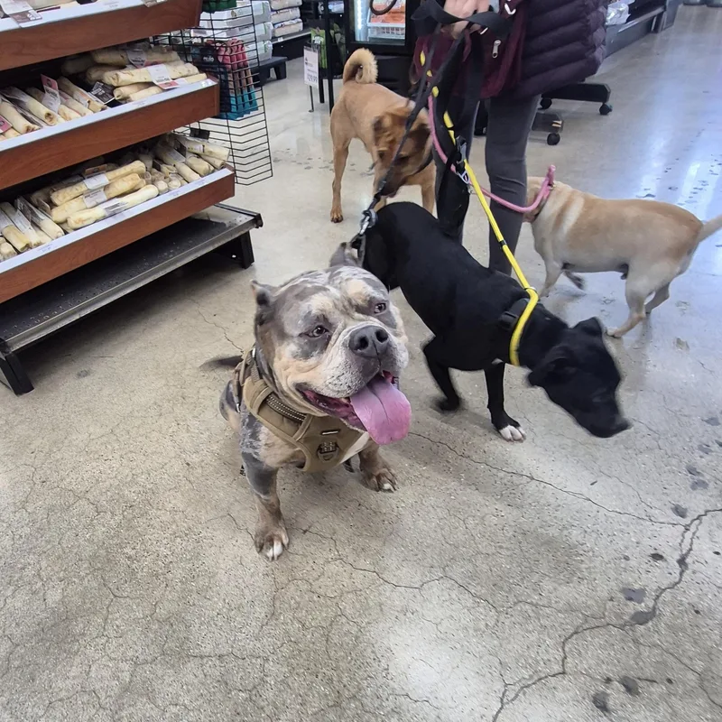 A young large-sized male Merle (Blue) American Bulldog dog named Deebo Man for adoption in Manhattan Beach, CA