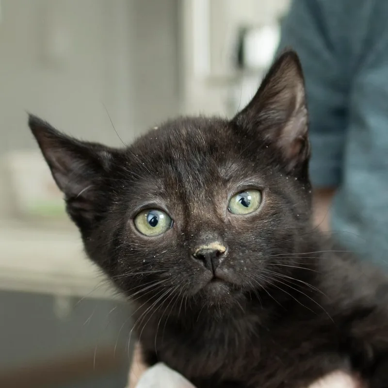 A baby small-sized female Black Domestic Short Hair cat named Teddy for adoption in Middletown, RI