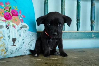 A baby small-sized male Papillon dog named Saturn for adoption in San Antonio, TX