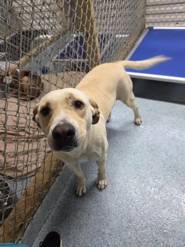 An adult medium-sized male Labrador Retriever dog named Alpha for adoption in Livingston, LA