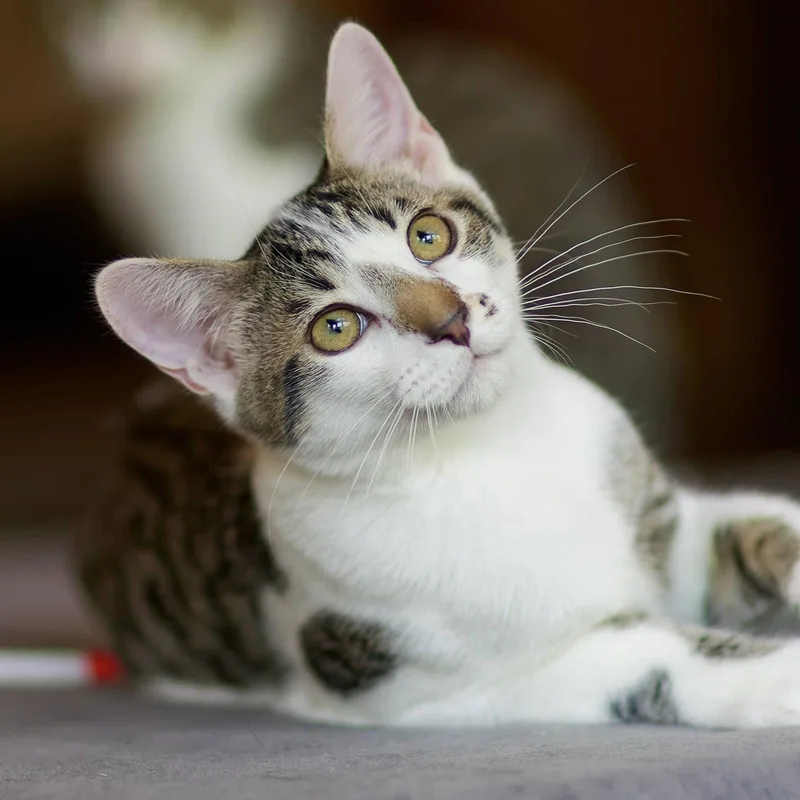 A young medium-sized male Domestic Short Hair cat named Goya for adoption in Sonora, CA