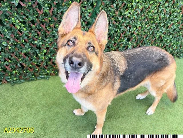 An adult large-sized female Mixed Breed dog named Jackie for adoption in West Palm Beach, FL