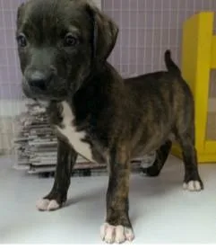 A young large-sized female Mixed Breed dog named Jelly Bean for adoption in Kansas City, MO