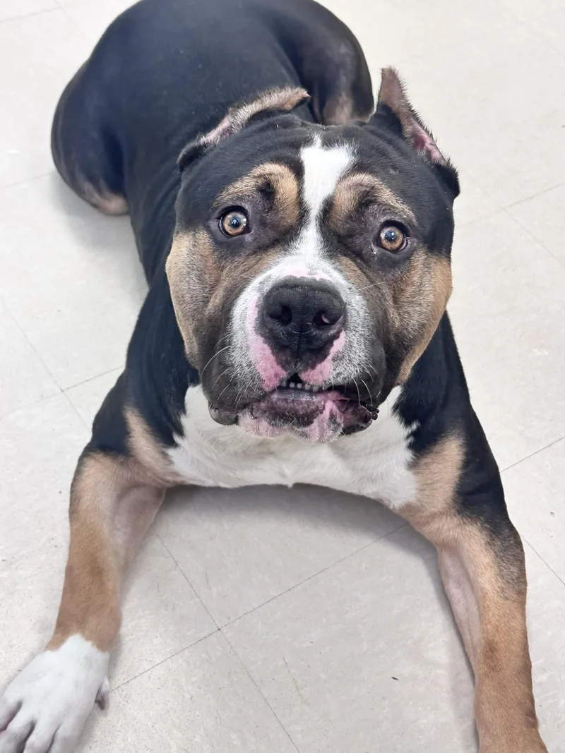 A young large-sized male Black American Bully dog named Tank for adoption in Clayton, NJ