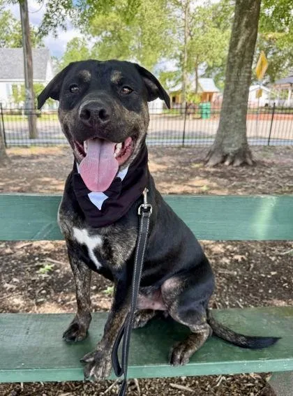 A young large-sized male Rottweiler dog named Ro for adoption in Picayune, MS