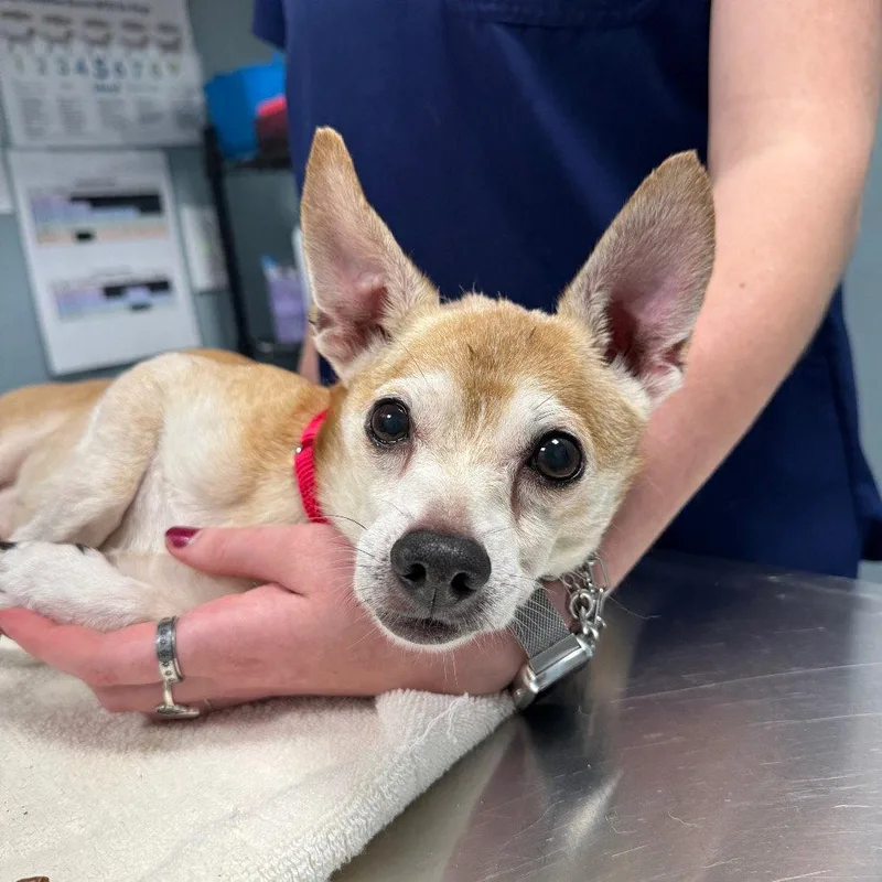 A senior small-sized male Chihuahua dog named Beibo for adoption in New Castle, DE