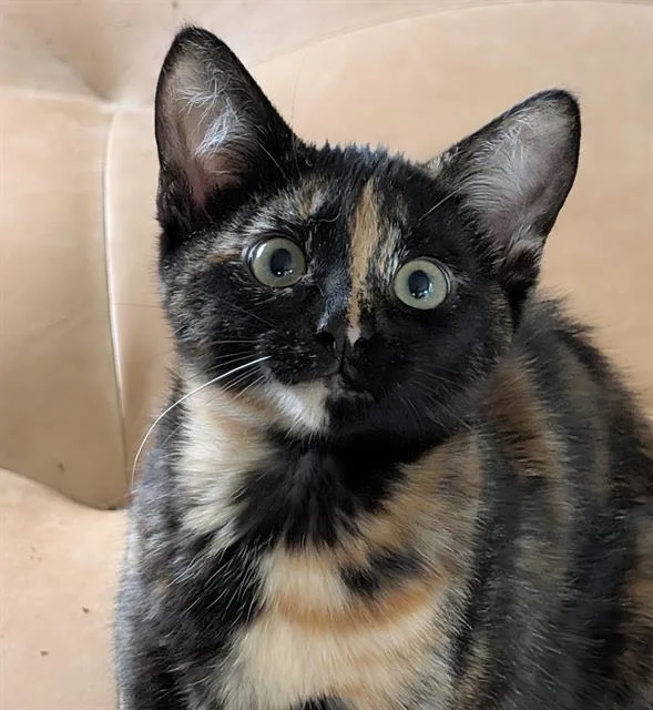 A baby small-sized female Domestic Short Hair cat named Murphy Brown for adoption in Sacramento, CA