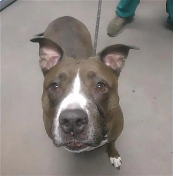 An adult large-sized female Pit Bull Terrier dog named Sugar for adoption in Phoenix, AZ