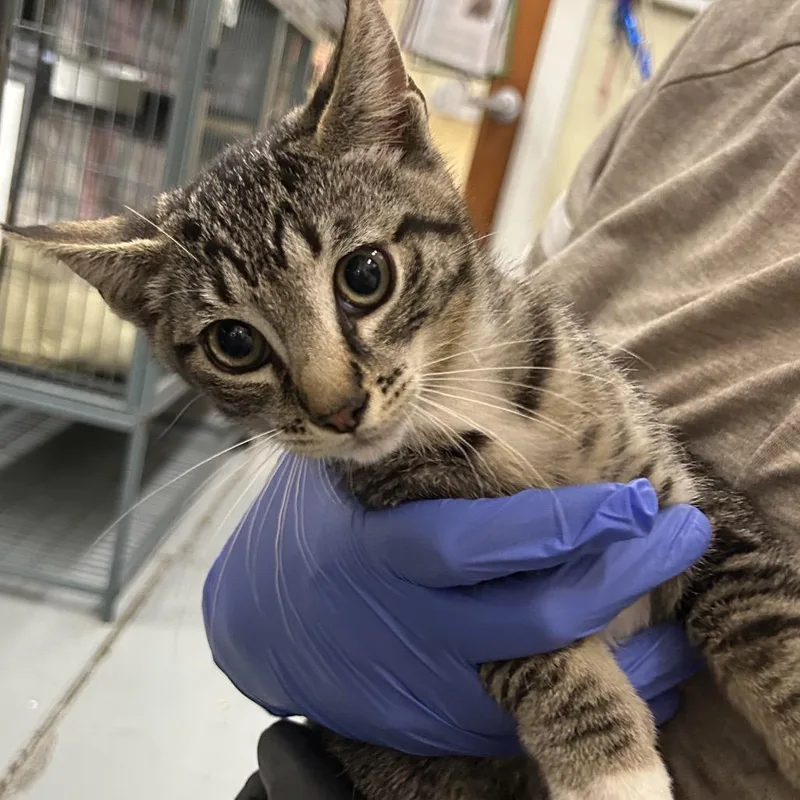 A baby small-sized male Brown / Chocolate Domestic Short Hair cat named Clover for adoption in Point Richmond, CA