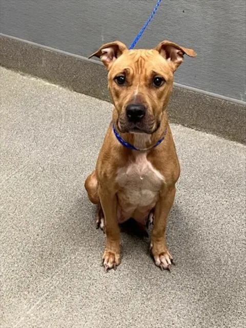 An adult large-sized female Pit Bull Terrier dog named Lumpia for adoption in Las Vegas, NV