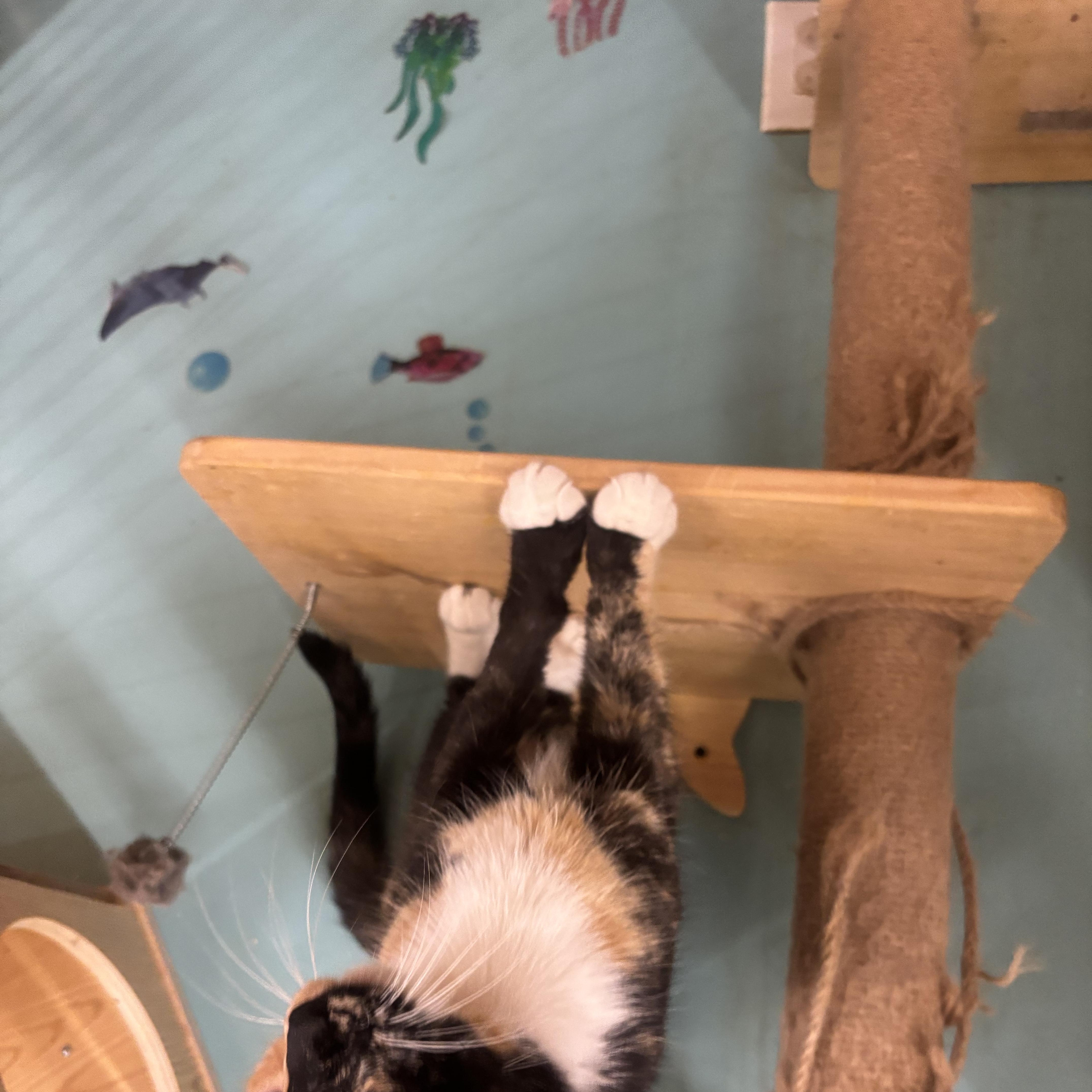 An adult medium-sized female Domestic Medium Hair cat named Sweet Potato for adoption in Whittier, CA