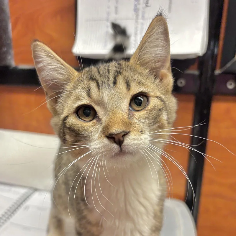 A baby medium-sized male Domestic Short Hair cat named Roger for adoption in Sonora, CA
