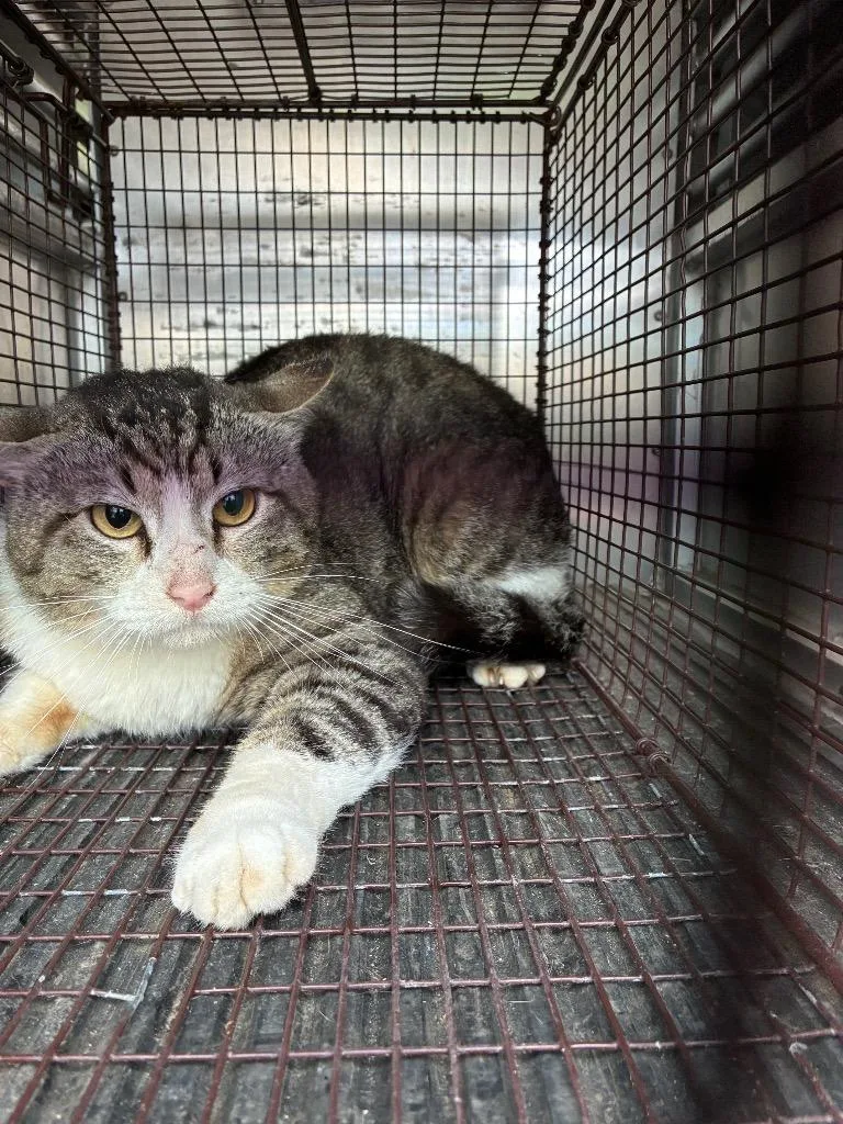 A young medium-sized male Domestic Short Hair cat named Sahara for adoption in New Braunfels, TX