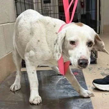 An adult medium-sized female White / Cream Mixed Breed dog named Ankie for adoption in Gadsden, AL