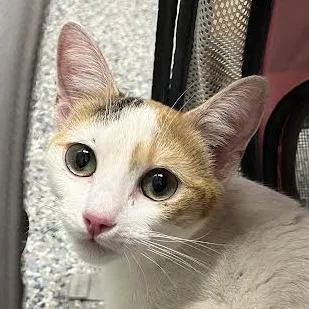 A young medium-sized female Calico Domestic Short Hair cat named Sunshine for adoption in Dearborn, MI