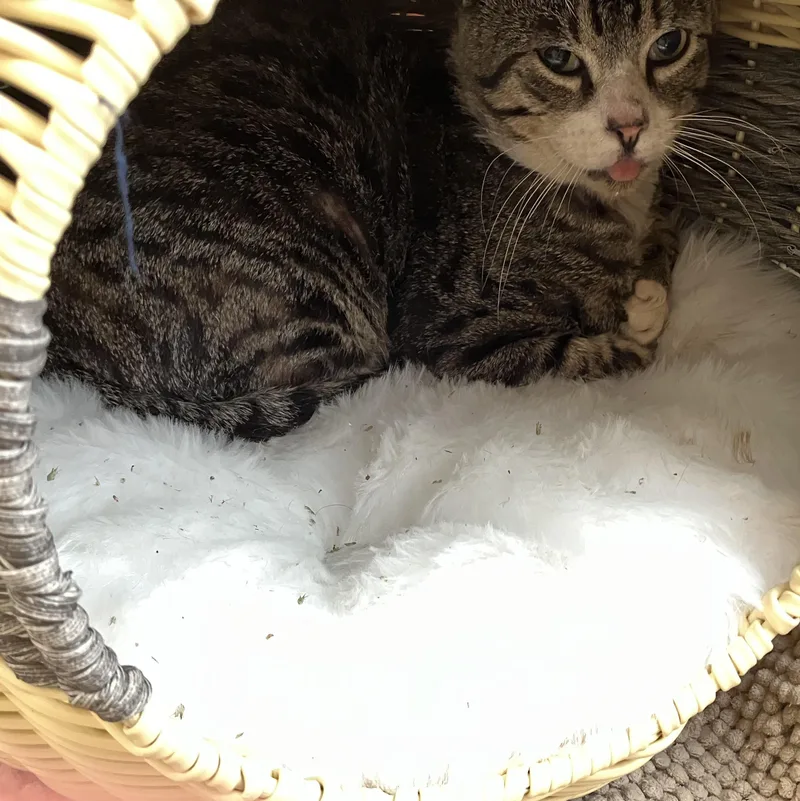 A young medium-sized male Domestic Short Hair cat named Timothy for adoption in FITCHBURG, MA