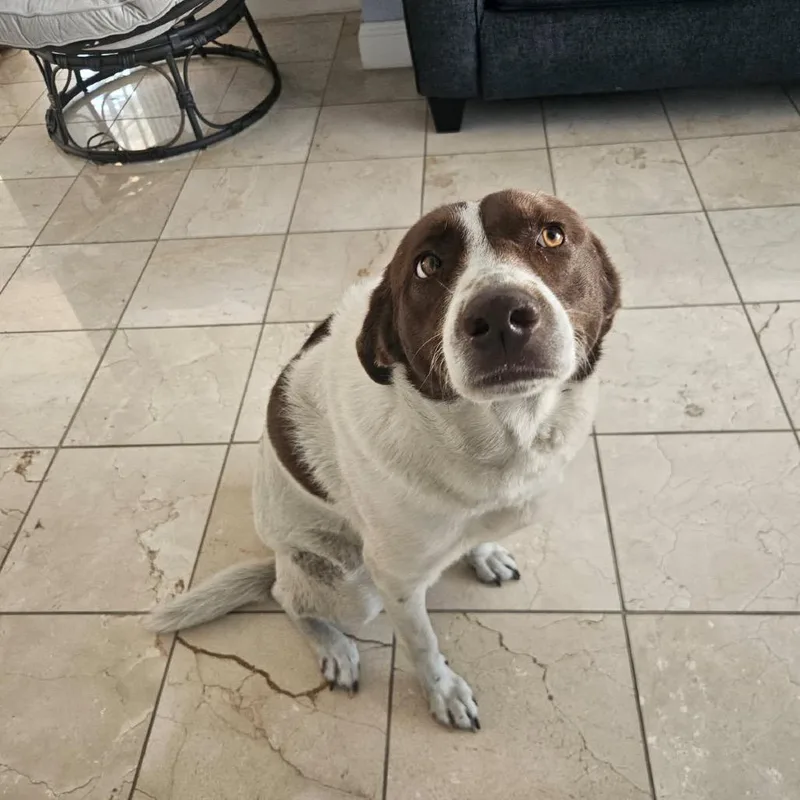 An adult medium-sized female White / Cream Labrador Retriever dog named Jhoanna for adoption in Lakeland, FL