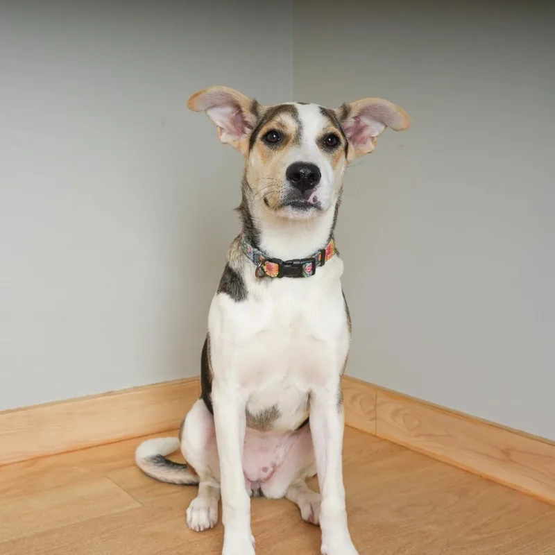A young medium-sized female Australian Cattle Dog / Blue Heeler dog named Nala D for adoption in Minnetonka, MN