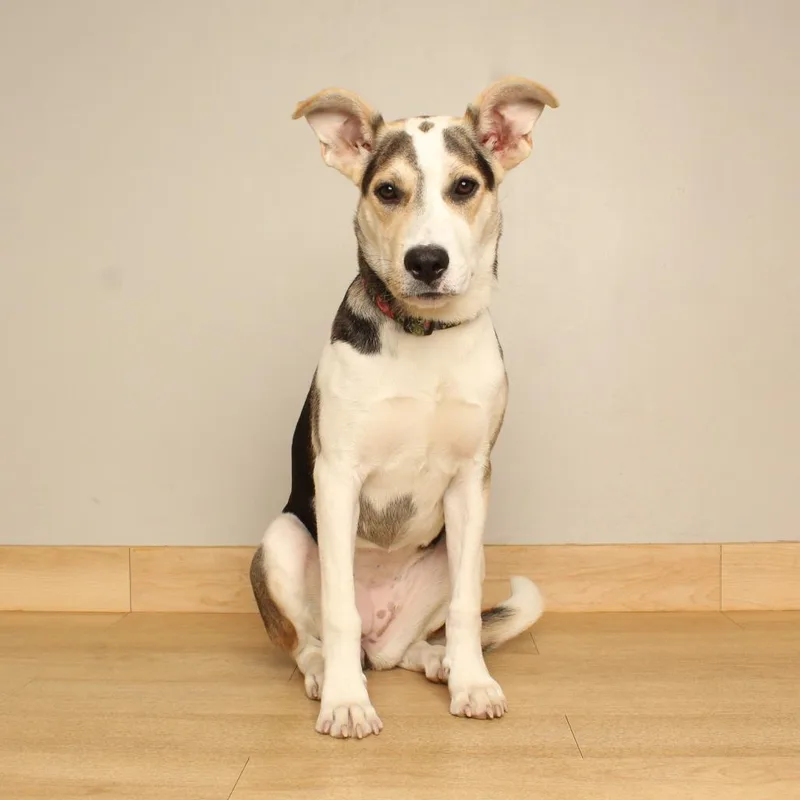 Nala D thumbnail 4