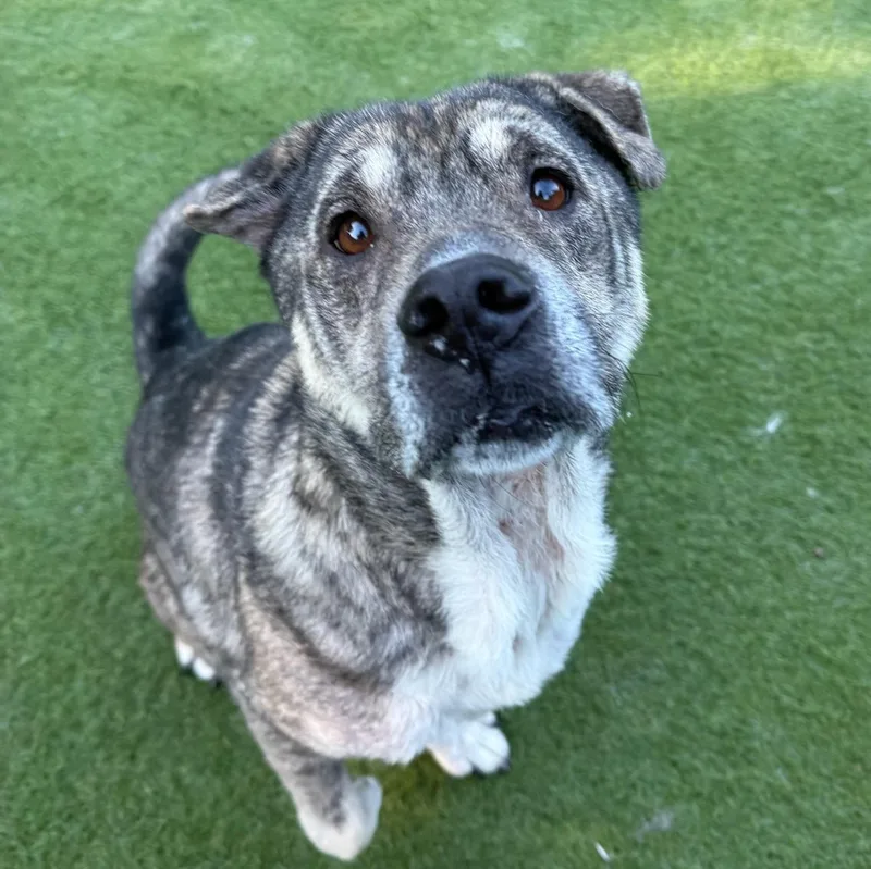 An adult large-sized female Shar-Pei dog named Julianna for adoption in Groton, CT