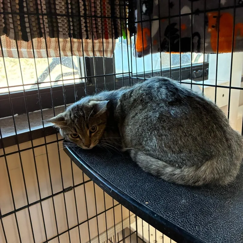 An adult medium-sized male Brown / Chocolate Domestic Short Hair cat named Keaton for adoption in Kanab, UT