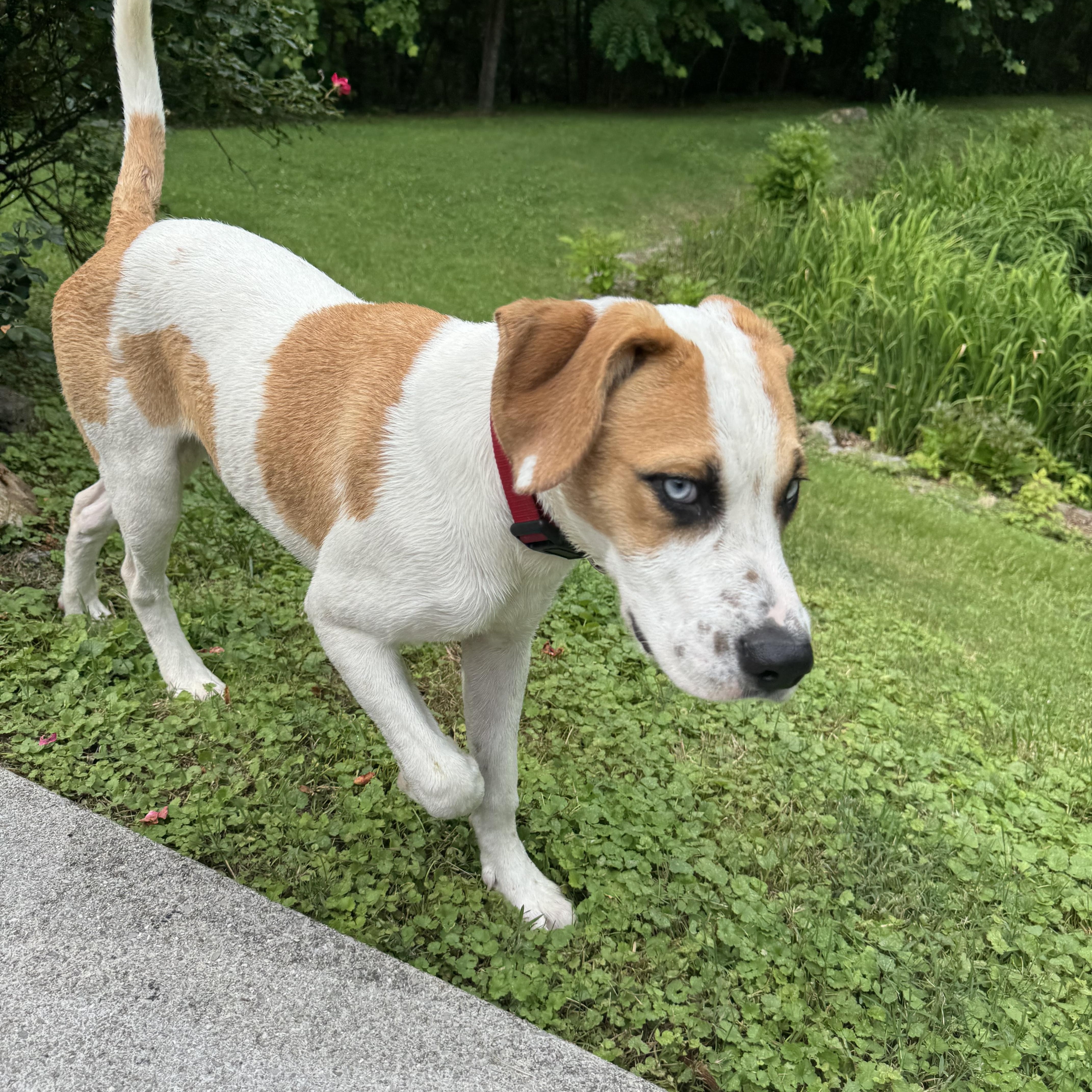 A baby medium-sized male Catahoula Leopard Dog dog named Cosmo for adoption in Luttrell, TN