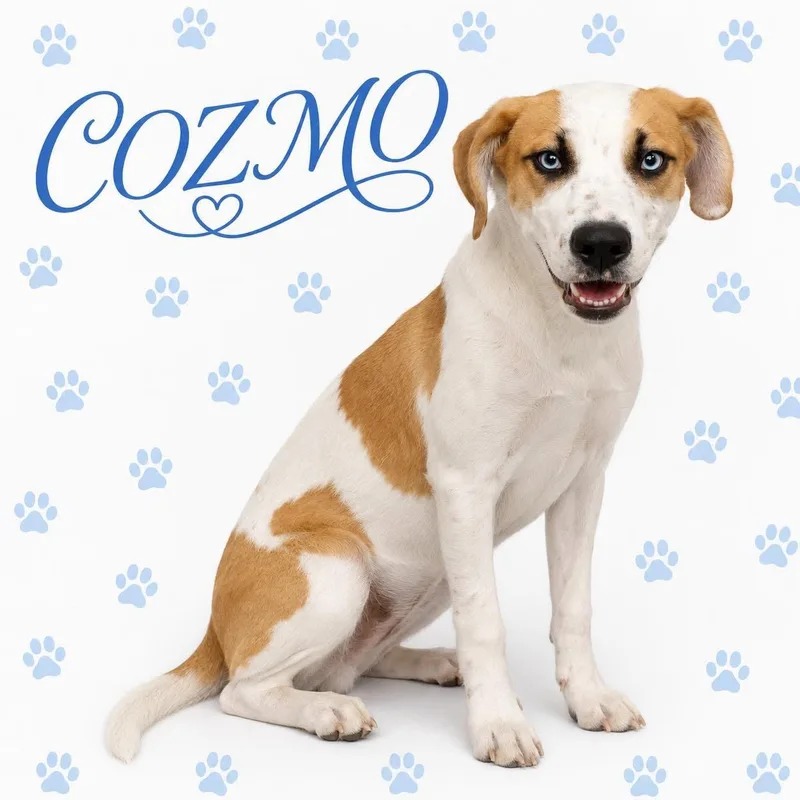 Cosmo thumbnail 5